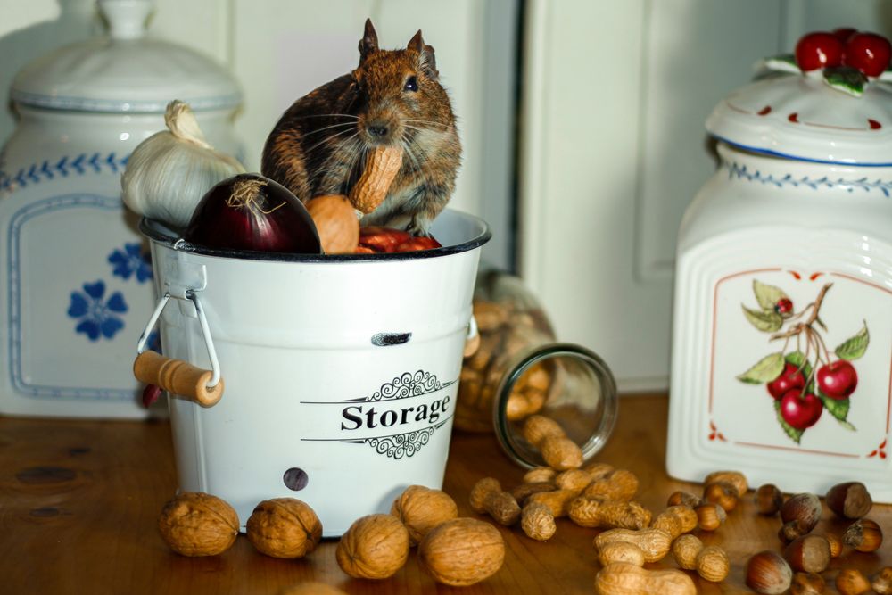 home remedies for rats-avoid clutter