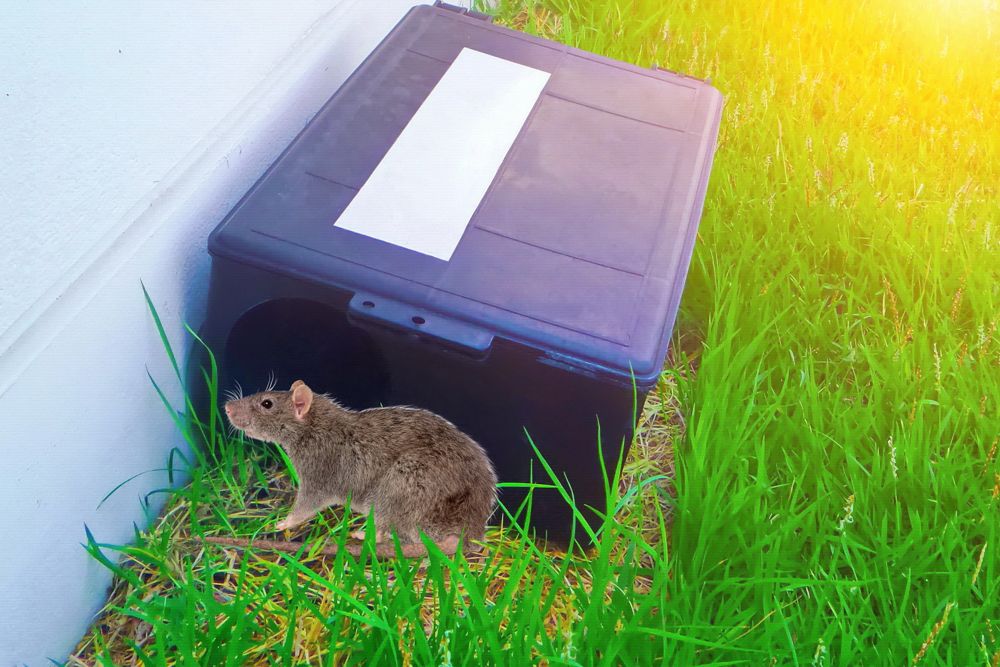 Home remedies for rats-mouse bait stations