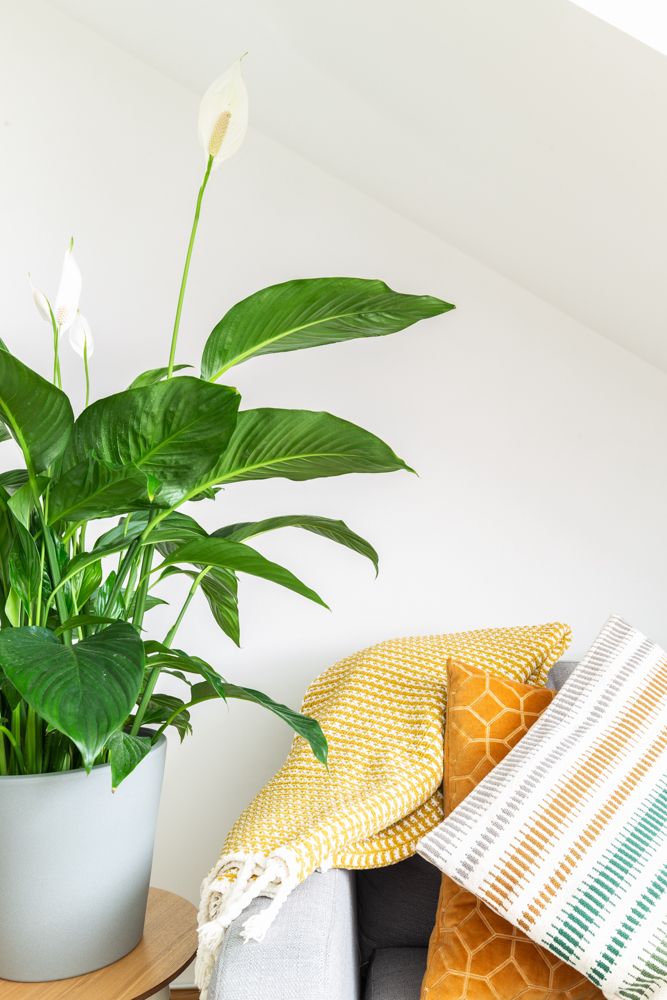 indoor flowering plants-white flower-cushion cover-chair and plant