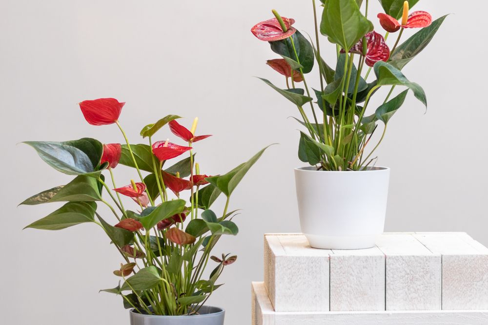 indoor flowering plants-white shelf-anthurium-red flower