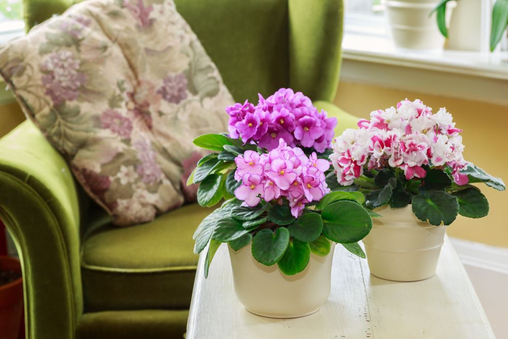 indoor flowering plants-flower pots on coffee table-green chair