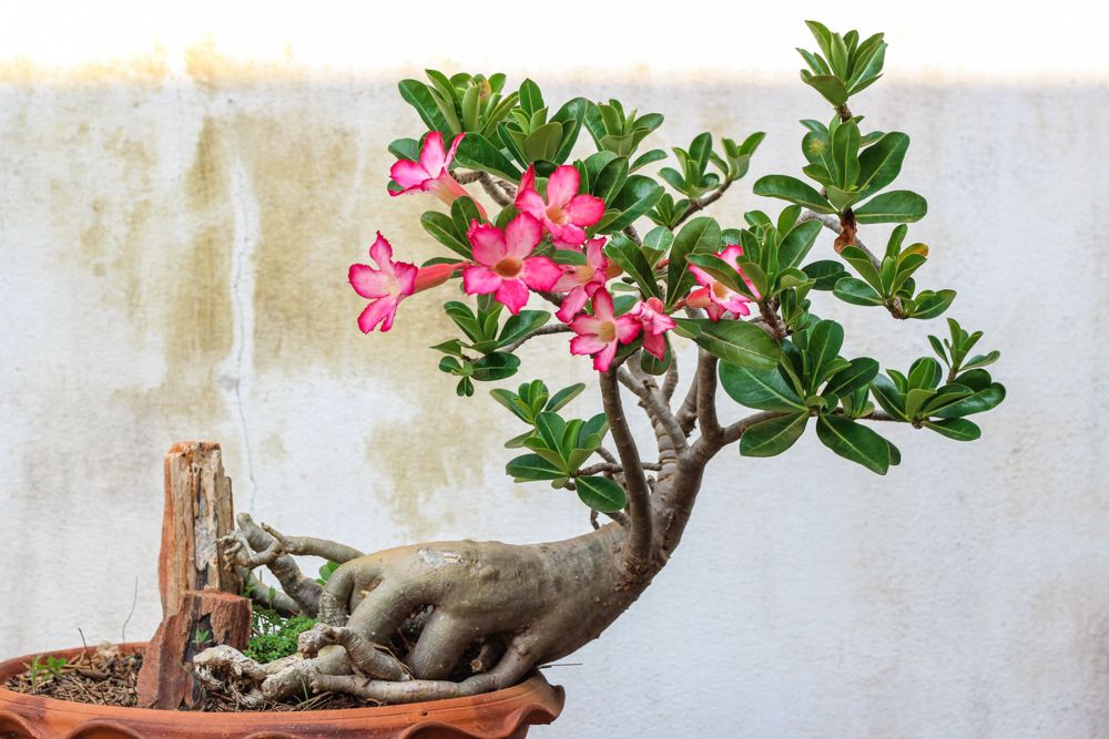 indoor flowering plants-adenium-flower pot-white wall