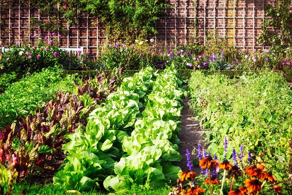 plants-for-terrace-garden 