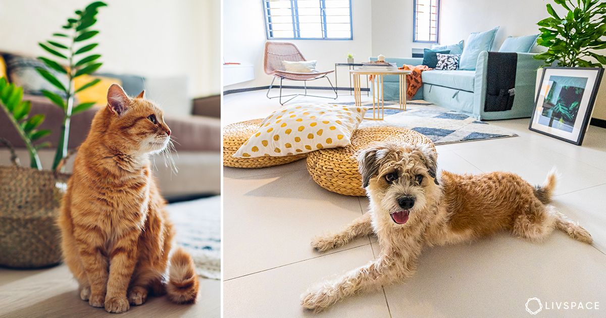 Best Flooring For Living Room With Pets Baci Living Room