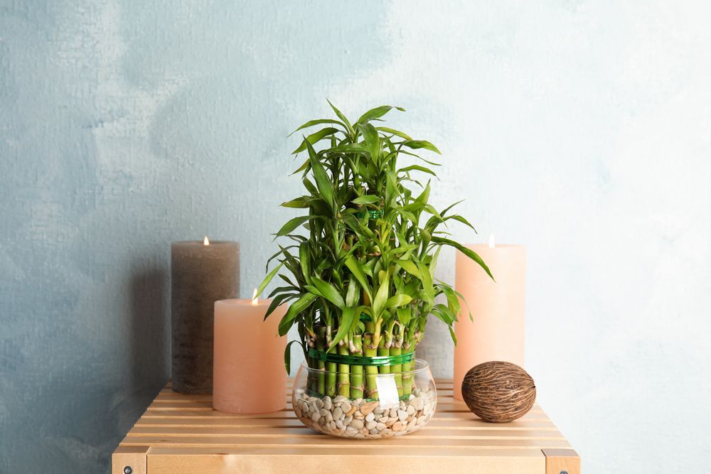 plants that can grow without sunlight- lucky bamboo