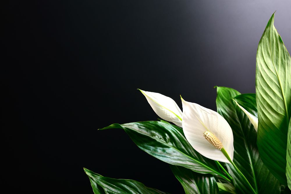 plants-that-can-grow-without-sunlight- peace-lily