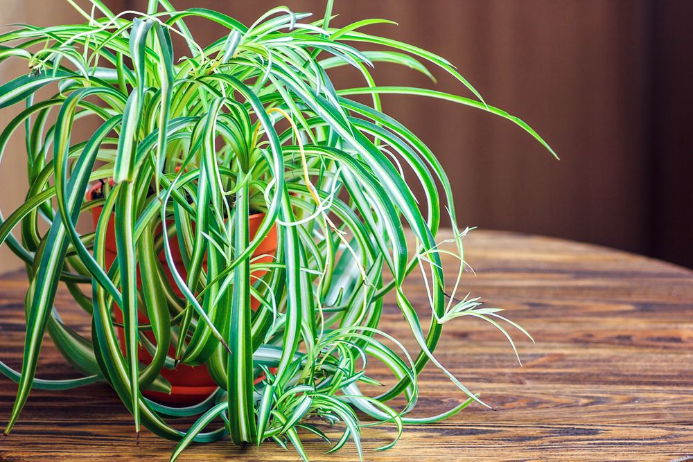 plants-that-can-grow-without-sunlight- spider-plant