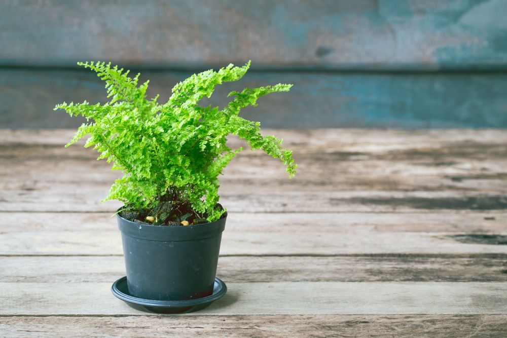 plants-that-can-grow-without-sunlight-maidenhair-fern