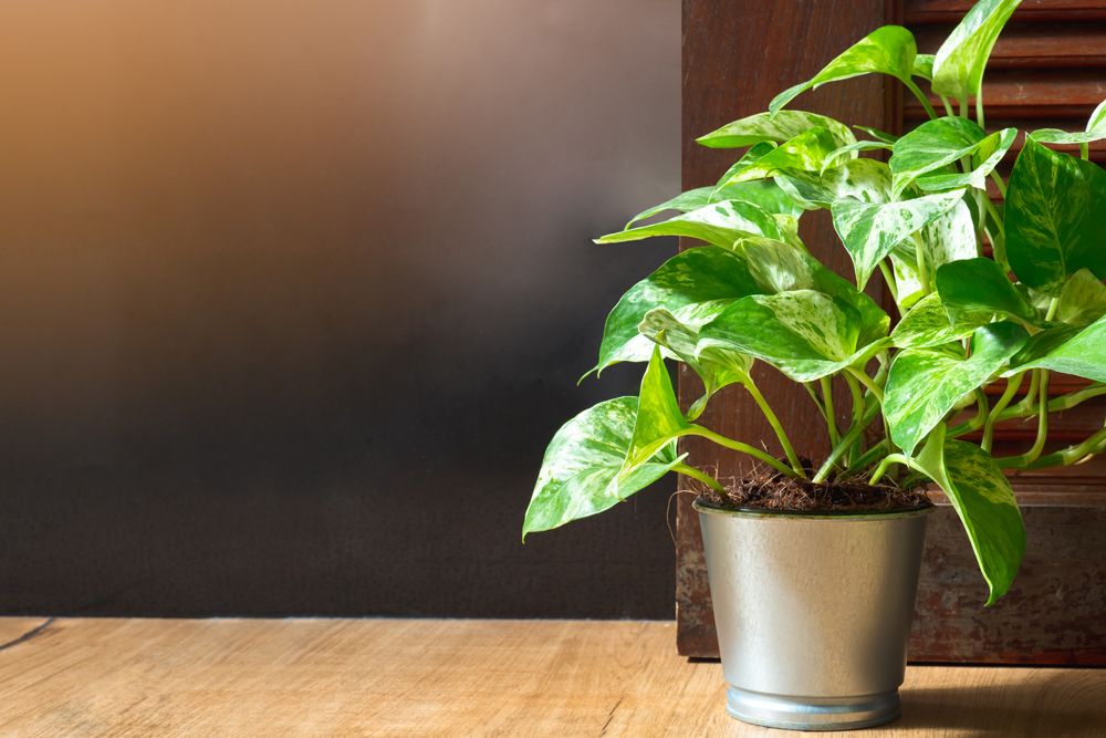 low-maintenance-plants-pothos