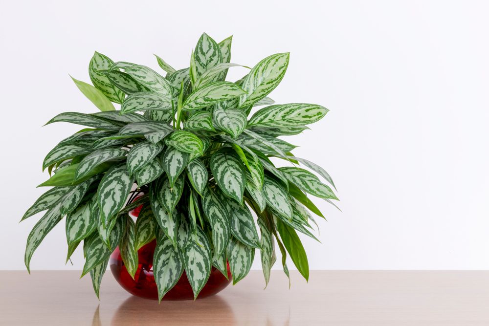 low-maintenance-plants-chinese-evergreen 