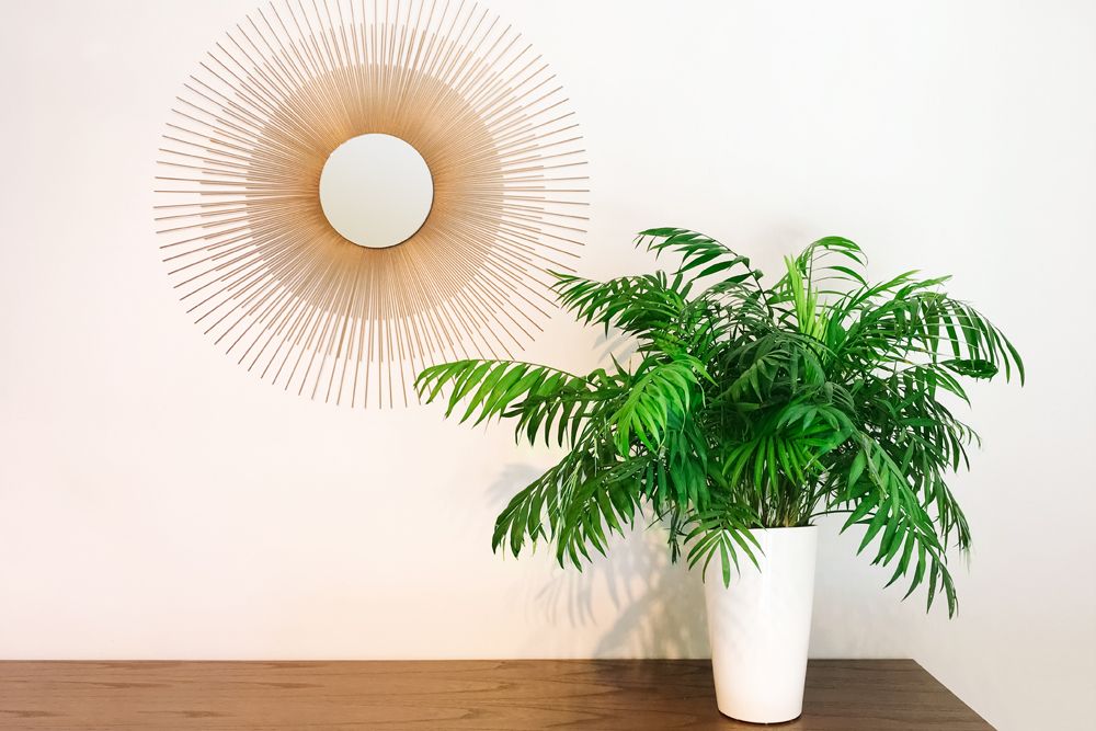 plants-without-sunlight-parlor-palm