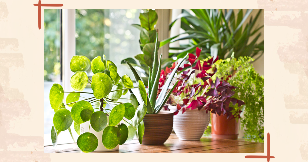 Plants that can live indoors without sunlight