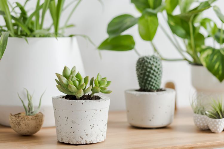 how to take care of succulent plants-white potted plants