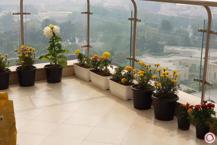 balcony-plants