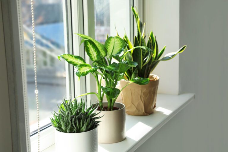 Why is My Plant Dying? Here are 5 Reasons Why & How to Save Them