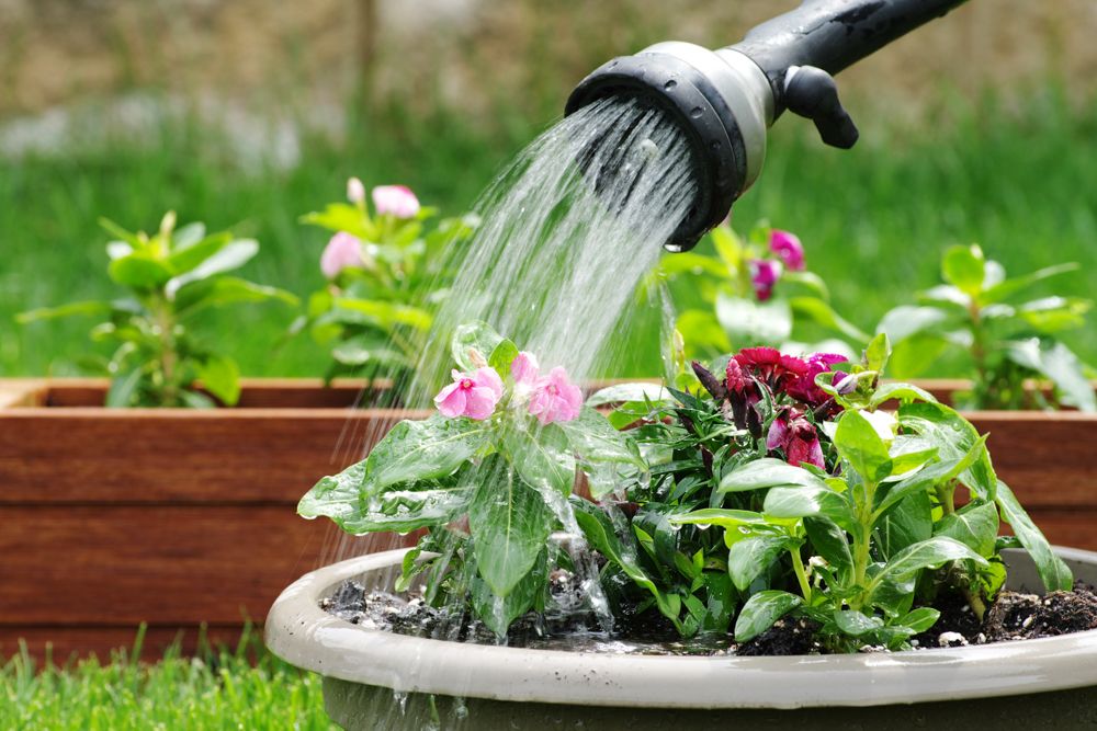 how-to-take-care-of-dying-plants-watering-plants-water-hose-potted-plants