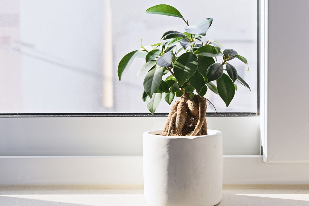how-to-take-care-of-dying-plants-white-potted-plant-white-window-plant