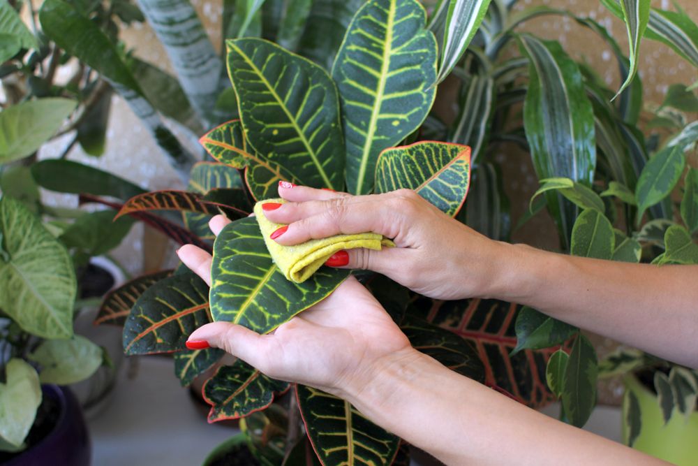 how-to-take-care-of-dying-plants-plants-cleaning-wiping-plants-green-indoor-plants