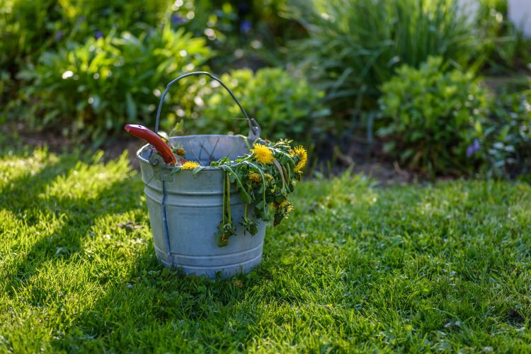 how-to-clean-garden-remove-dead-weeds