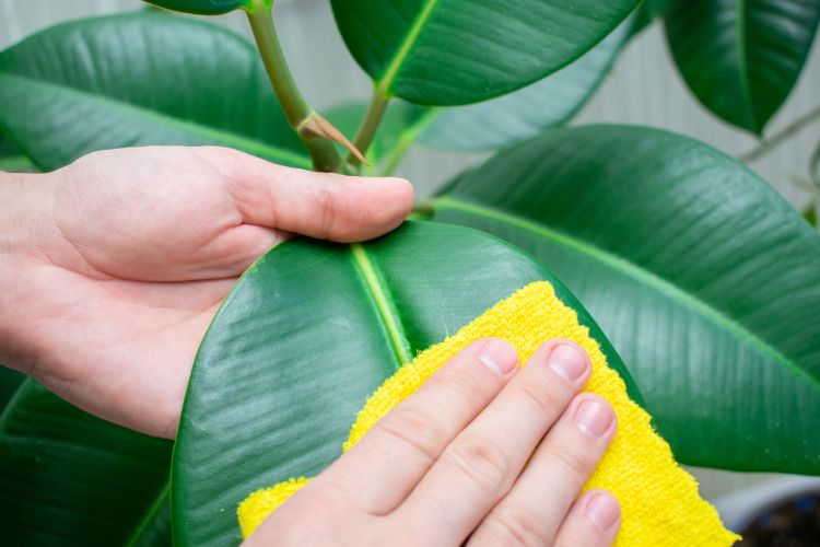 how-to-clean-garden-dust-leaves-cleaning