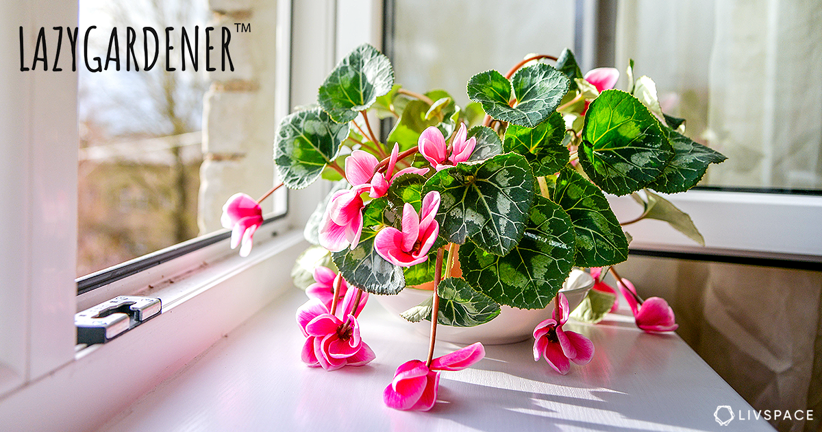 Give wilting blooms new life by turning them into the prettiest