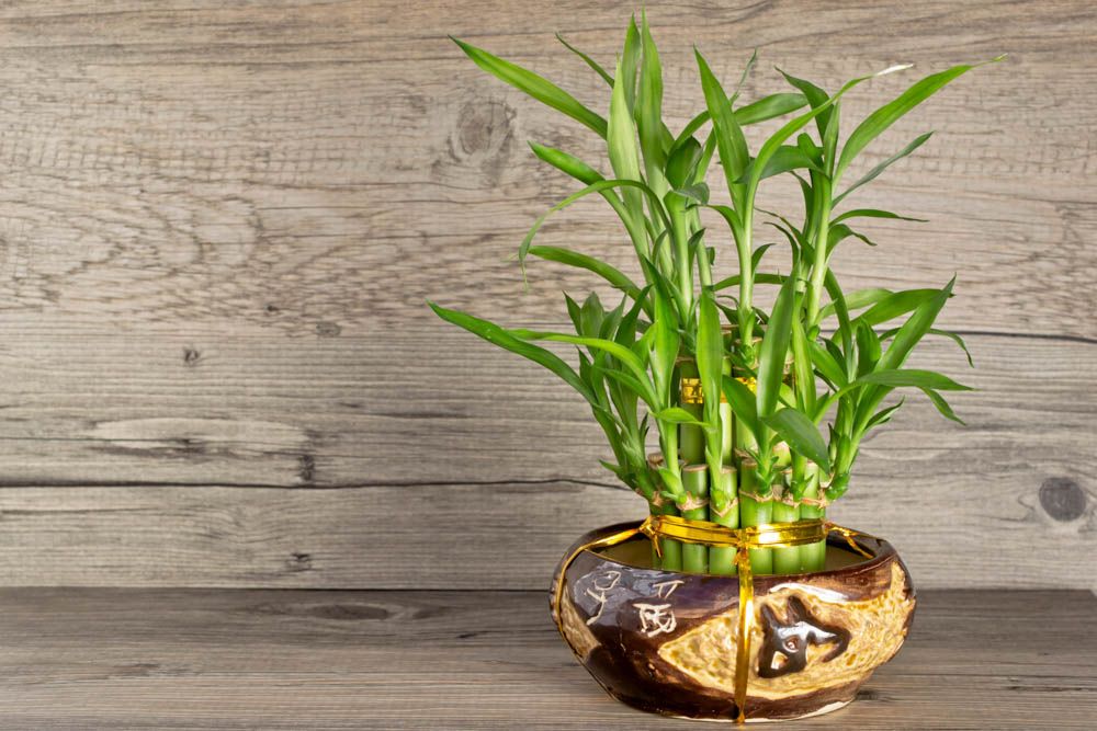 lucky-bamboo-house-plant-wooden-table-brown-bamboo-vase