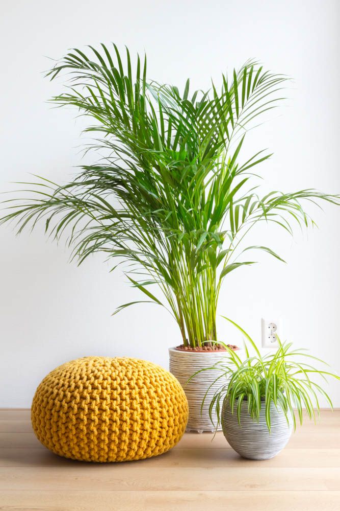 best indoor plants-palm plants-yellow pouf