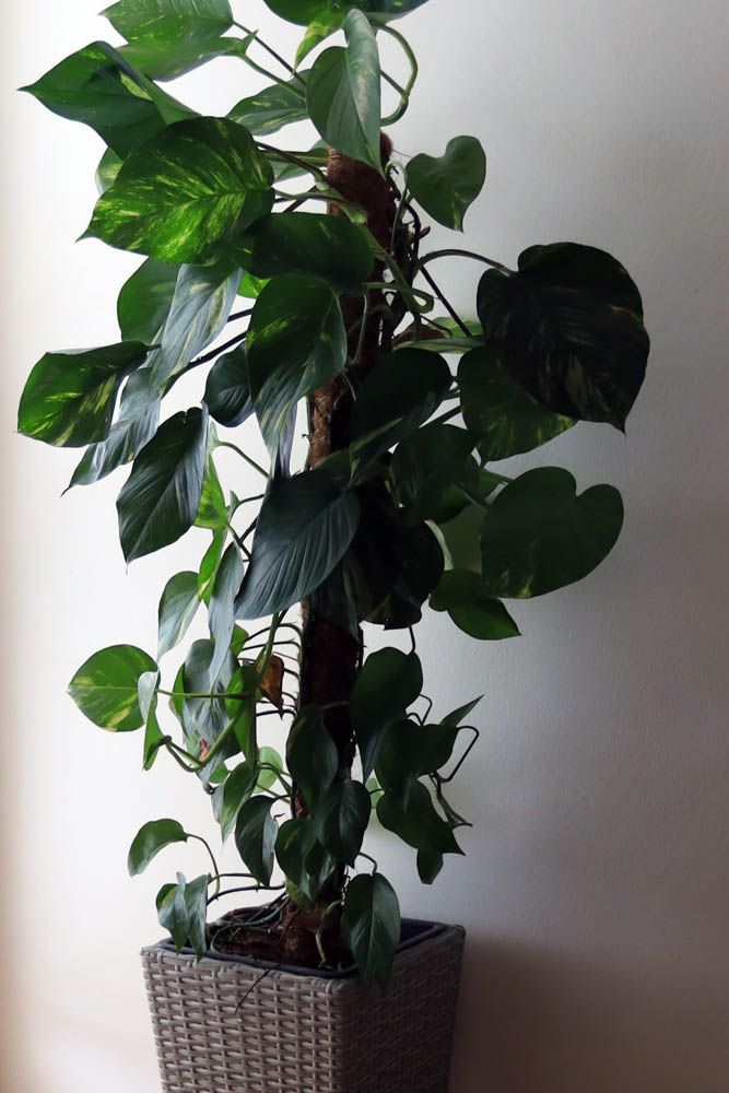 best indoor plants-philodendron