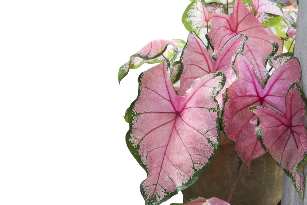 best indoor plants-aglaonema-pink aglaonema