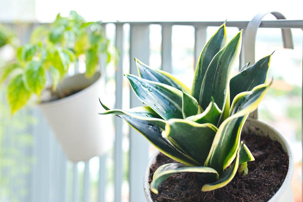 best indoor plants-snake plant-balcony plants