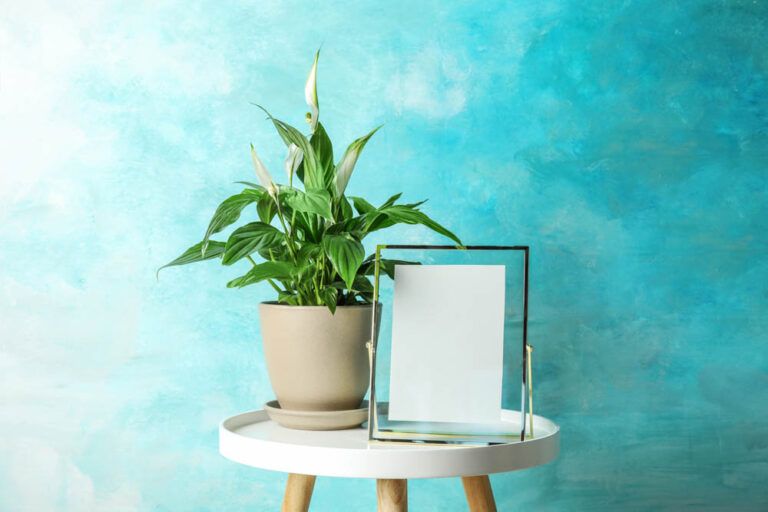 13 of the Best Indoor Plants for Your Home That Survive Neglect