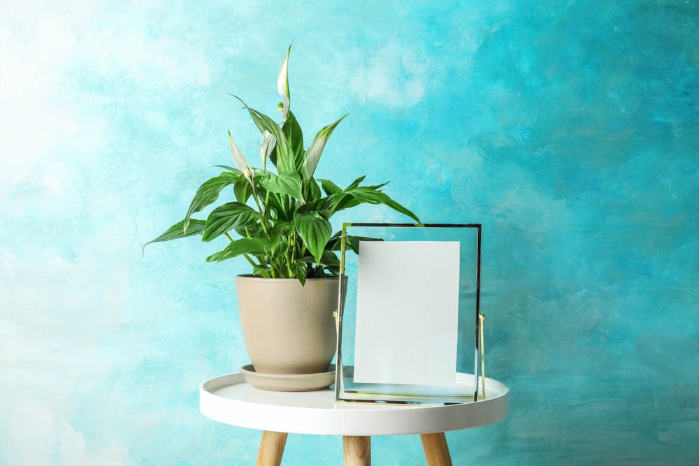 peace lily plant-lily potted plant-blue wall ideas