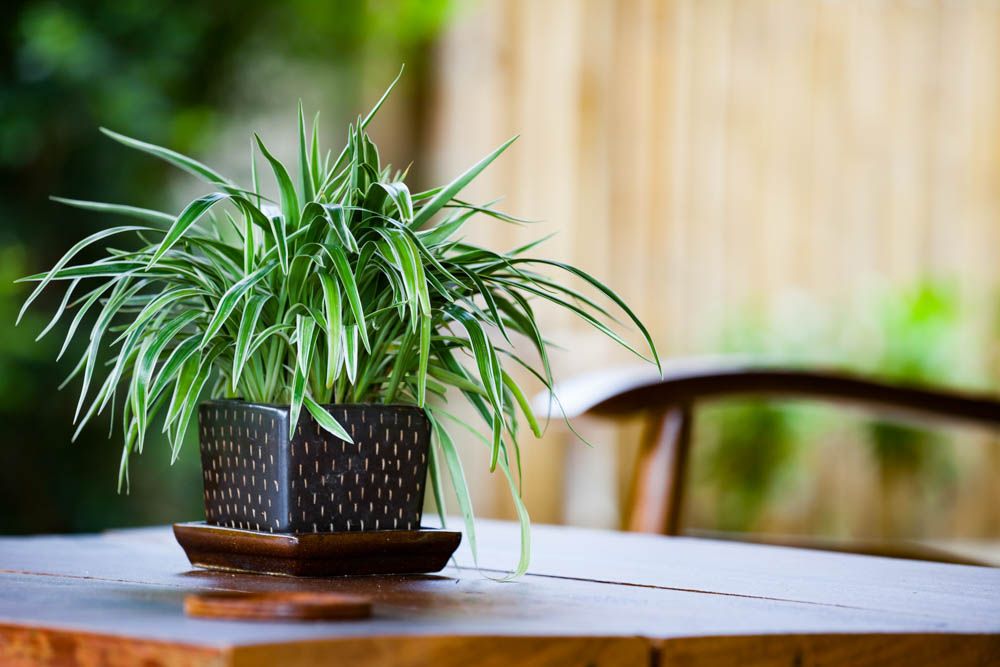 spider plant-air purifying plants