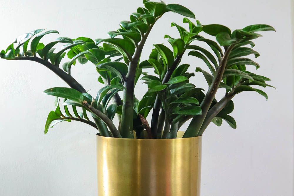 best indoor plants-zz plant-metallic pot