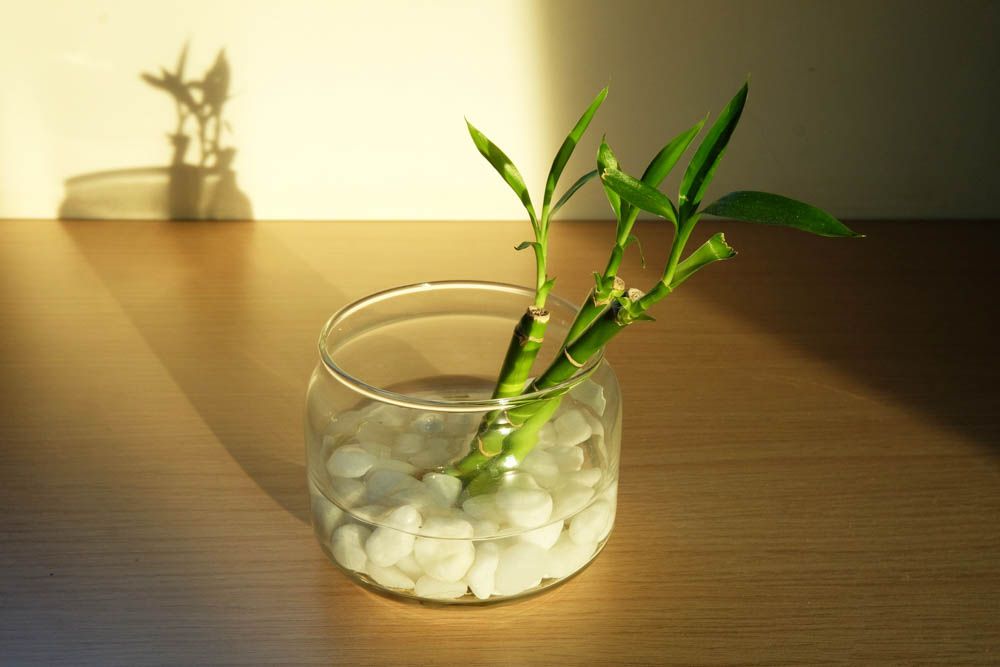 lucky bamboo plant-bamboo plant in water