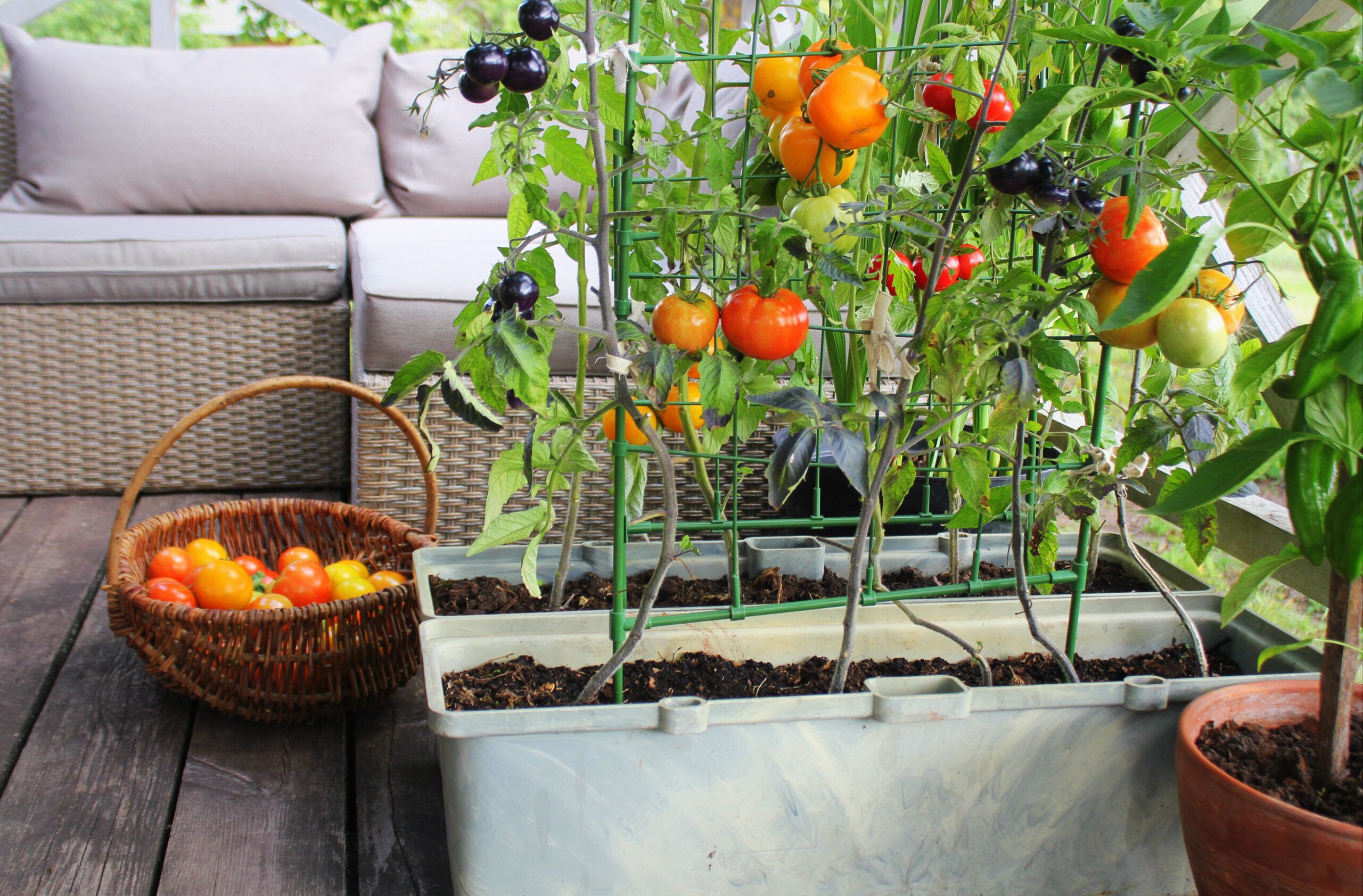 balcony vegetable garden-tomato plants