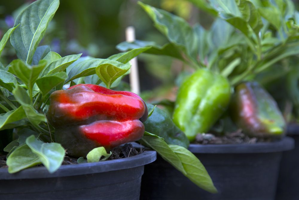 balcony vegetable garden-bell pepper plants