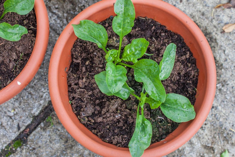 balcony vegetable garden-spinach plants