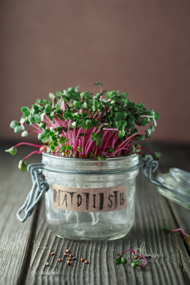 how to start a balcony garden-radish plant