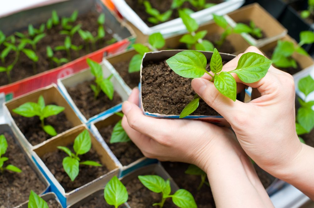 how to start a vegetable garden-pumpkin plants