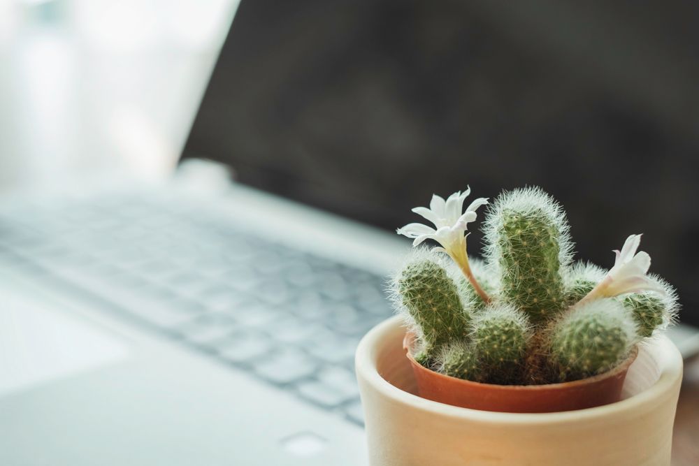 office-desk-plants-cacti