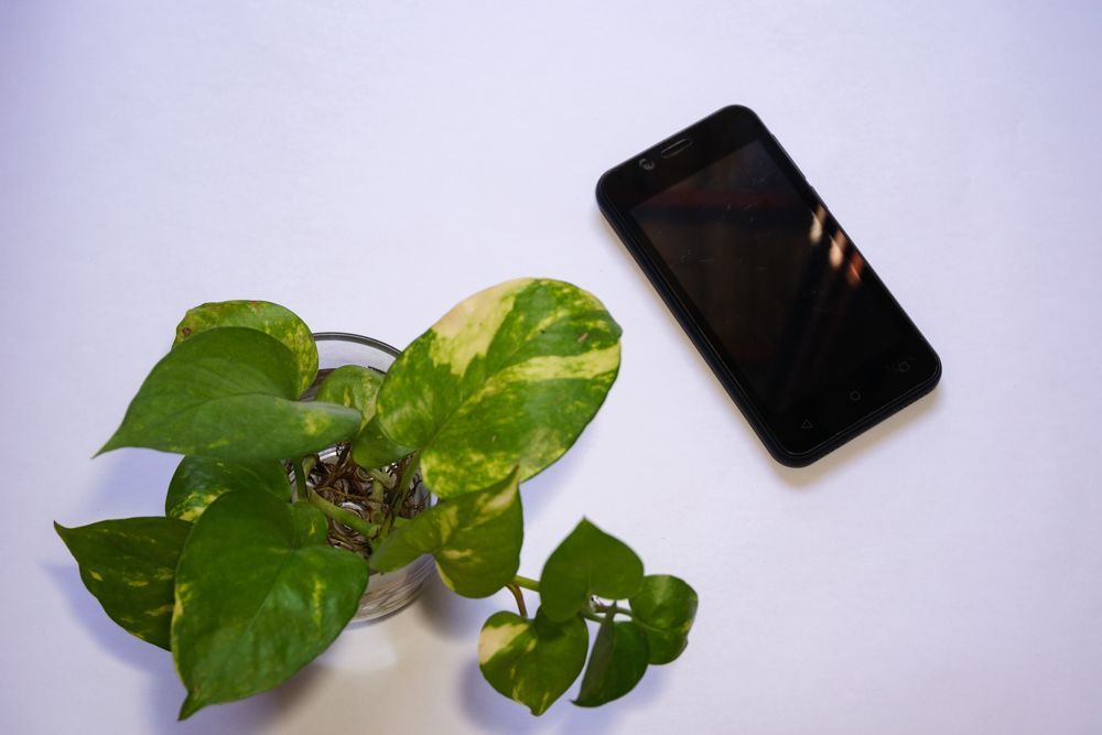 office-desk-plants-golden-devil’s-ivy