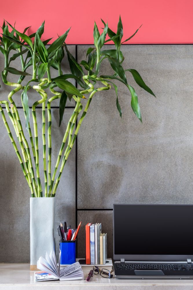 office-desk-plants-bamboo-plant