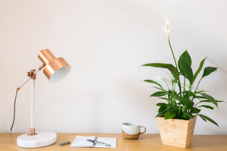 Office Desk Plants Top 5 Plants That Will Make You Want to Work