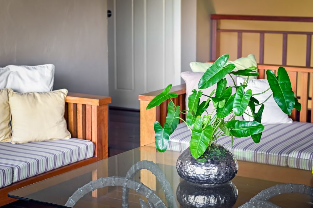 what plants are plants good for a balcony garden in south india-philodendron
