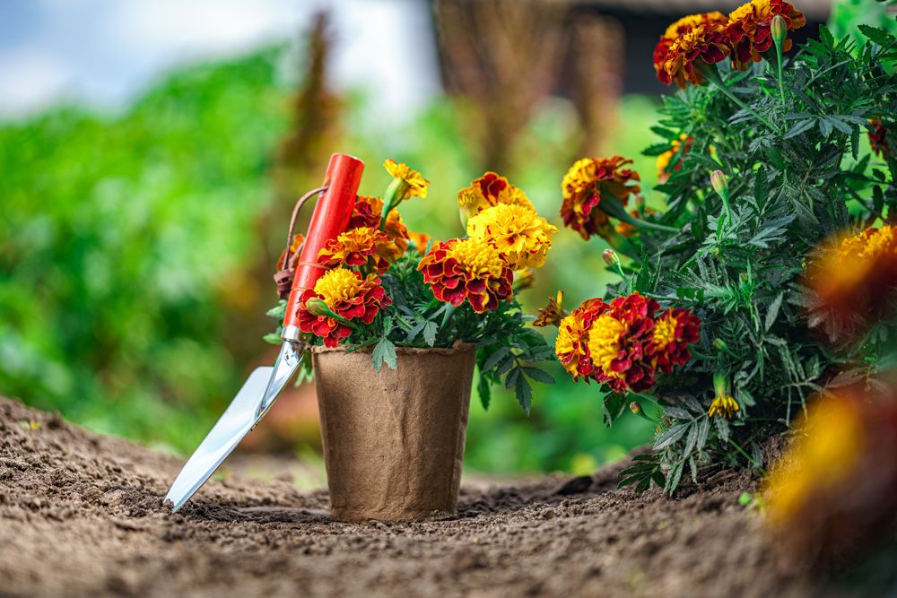 what plants are plants good for a balcony garden in south india-marigold plant