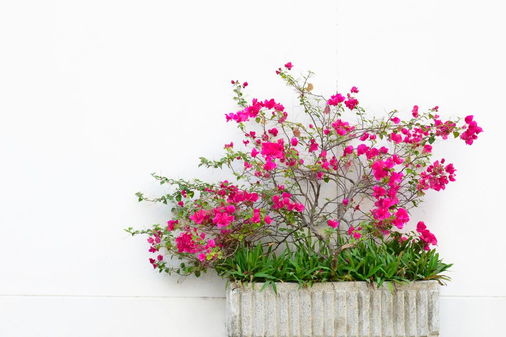 potted bougainvillea plant-bougainvillea 