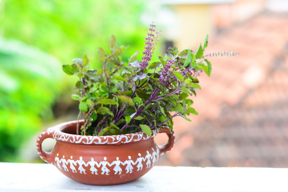 tulsi plant-holy basil plant
