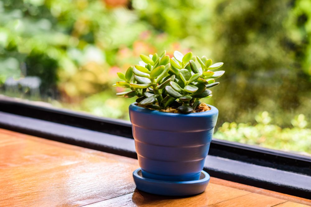 what plants are plants good for a balcony garden in south india-jade plant
