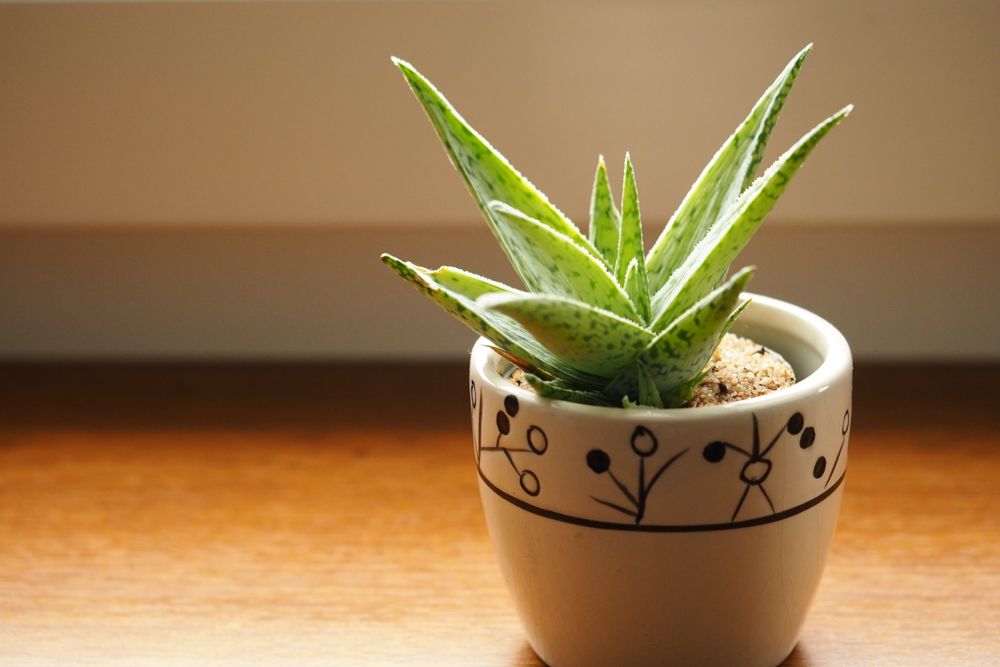 aloe vera plant-potted aloe vera plant
